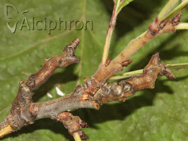Selenia lunularia