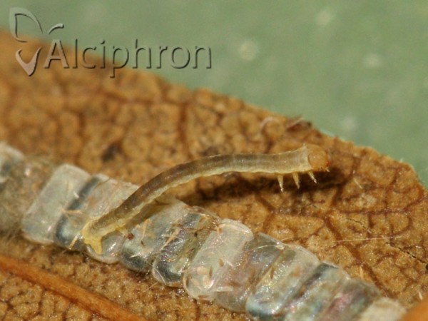 Ennomos fuscantaria