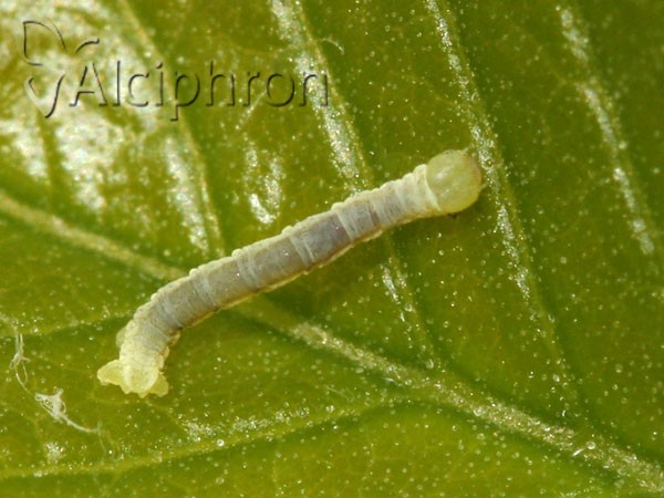 Ennomos fuscantaria