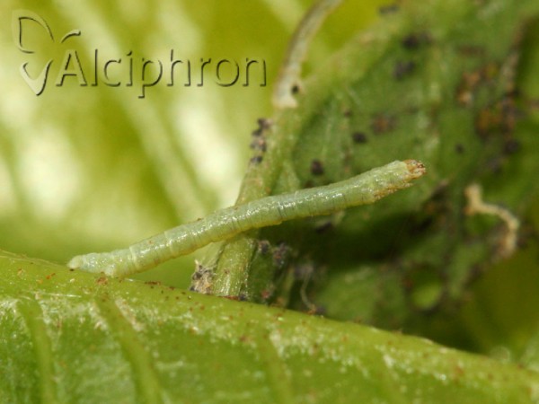 Ennomos fuscantaria