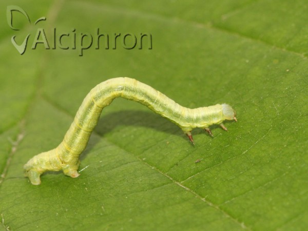 Ennomos fuscantaria