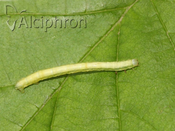 Ennomos fuscantaria
