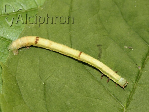 Ennomos fuscantaria