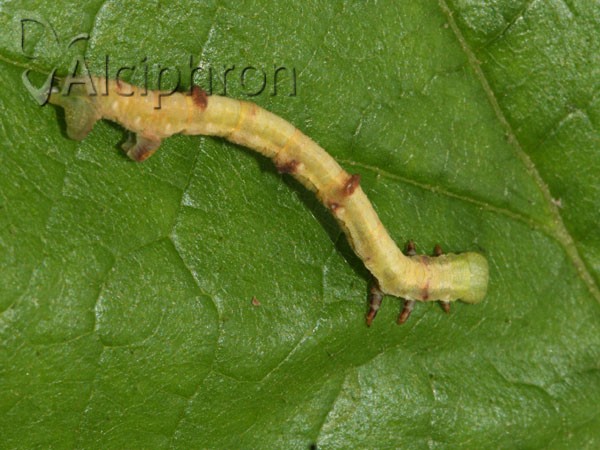 Ennomos fuscantaria