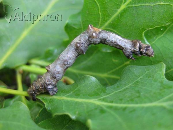 Ennomos quercaria