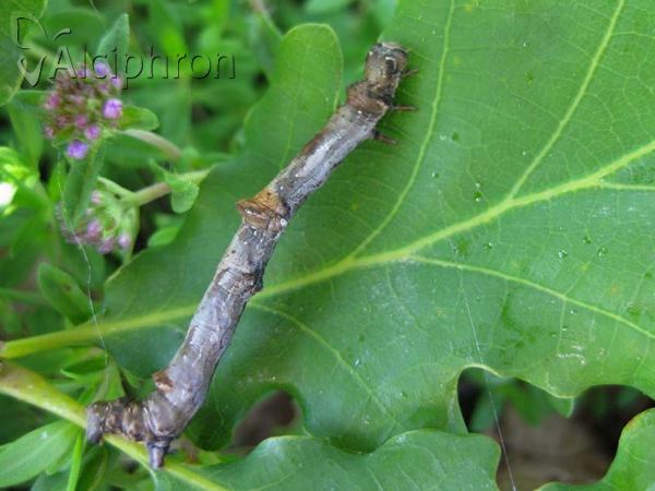 Ennomos quercaria