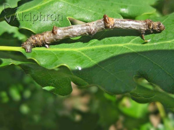 Ennomos quercaria