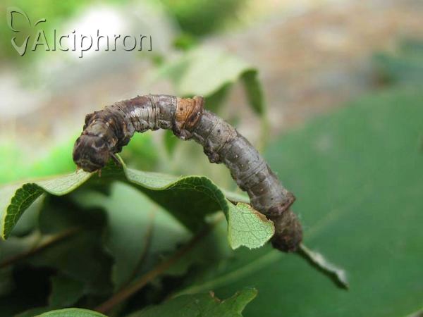 Ennomos quercaria
