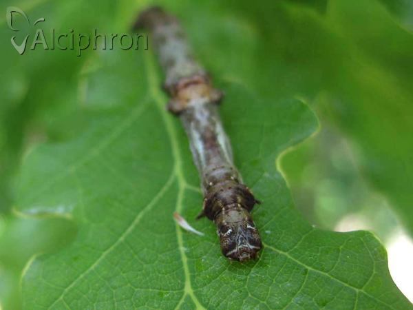 Ennomos quercaria