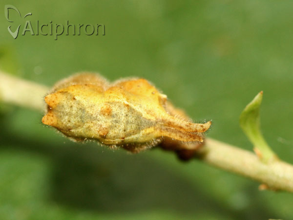 Apeira syringaria