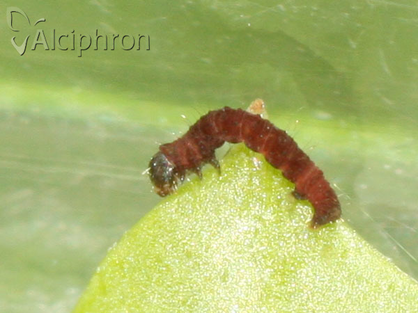 Apeira syringaria