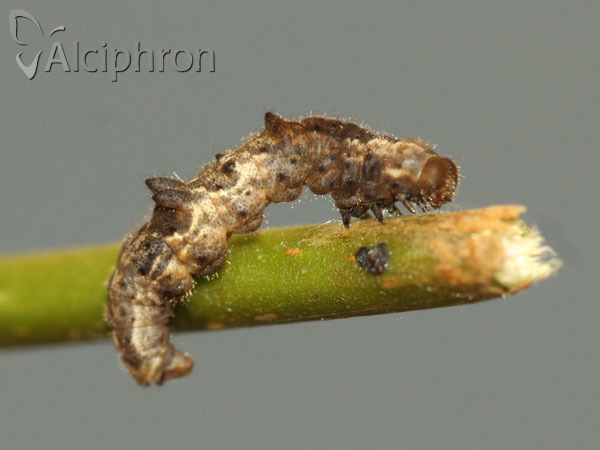 Apeira syringaria