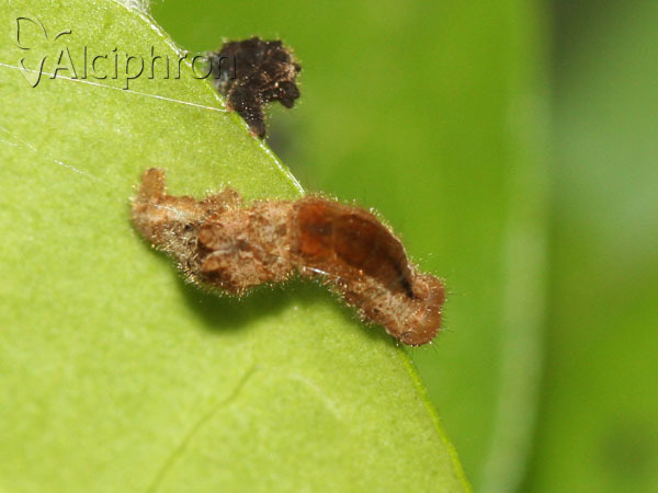 Apeira syringaria