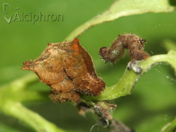 Apeira syringaria