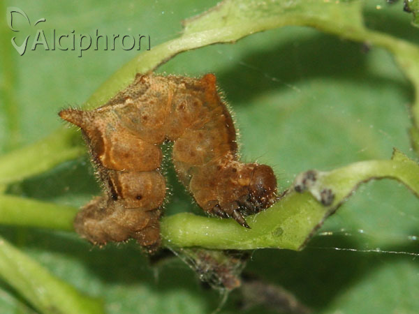 Apeira syringaria