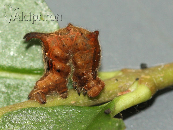Apeira syringaria