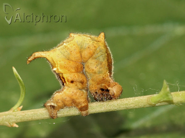 Apeira syringaria