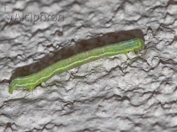 Pseudopanthera macularia