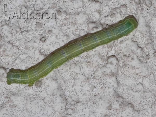 Pseudopanthera macularia