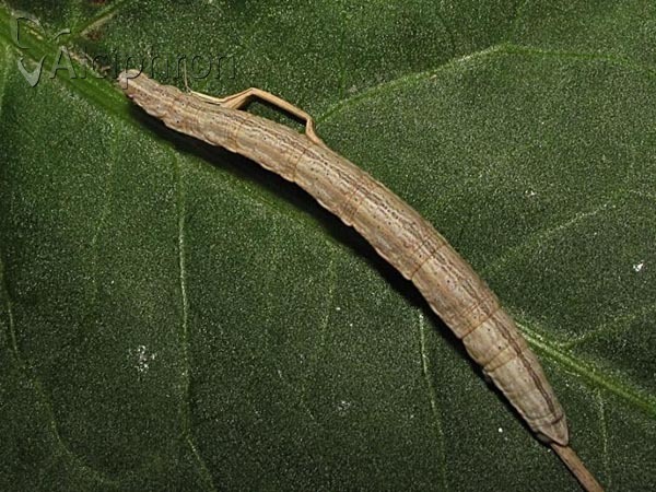 Siona lineata