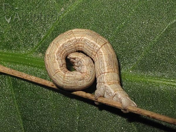 Siona lineata