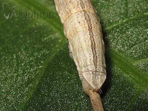 Siona lineata