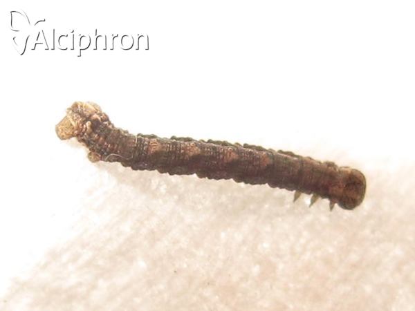 Charissa obscurata