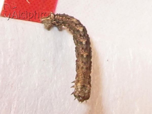 Charissa obscurata