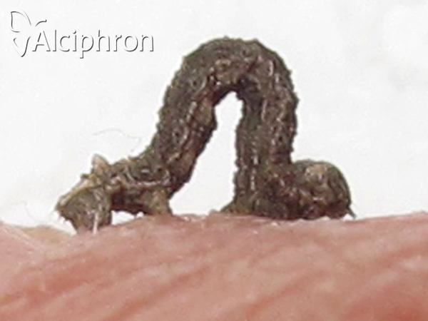 Charissa obscurata