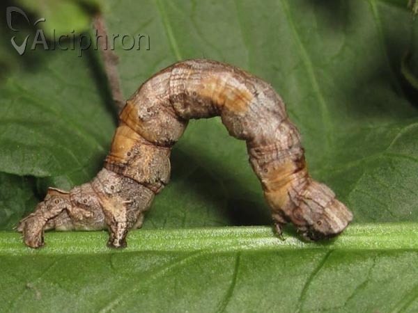 Crocallis elinguaria