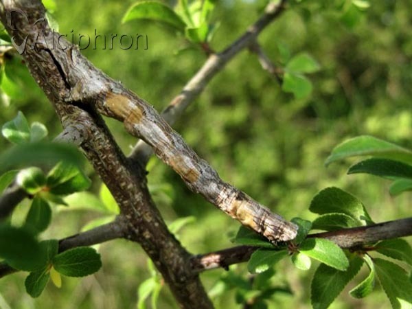 Crocallis elinguaria