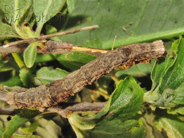 Crocallis elinguaria