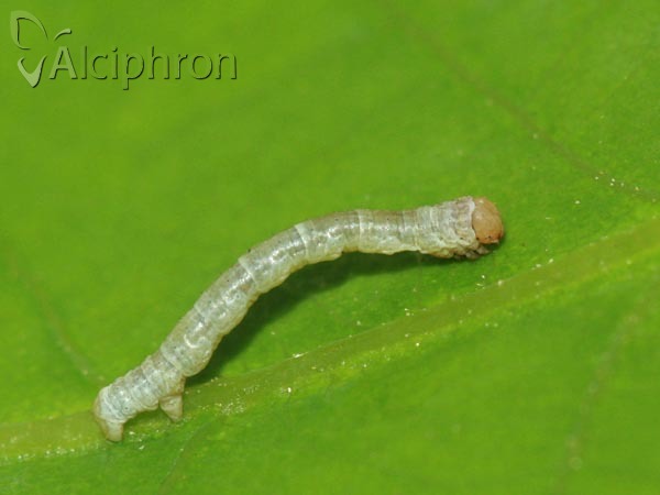 Plagodis dolabraria