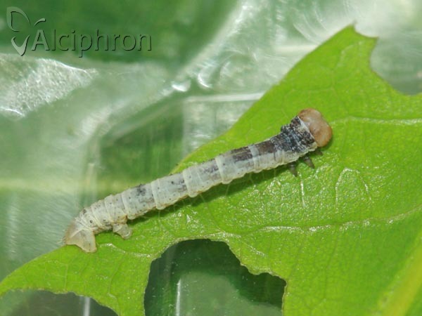 Plagodis dolabraria