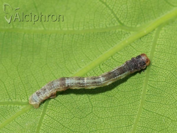 Plagodis dolabraria