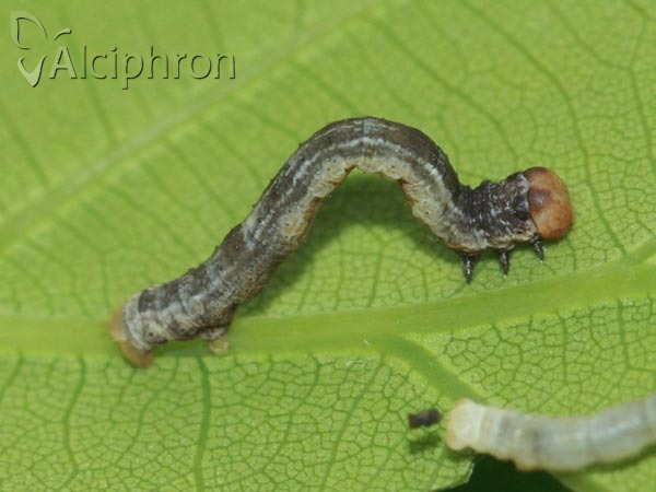 Plagodis dolabraria