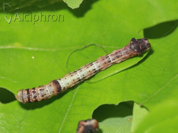 Plagodis dolabraria