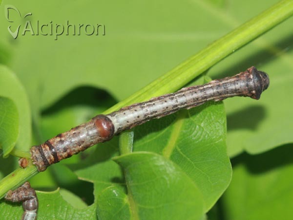 Plagodis dolabraria