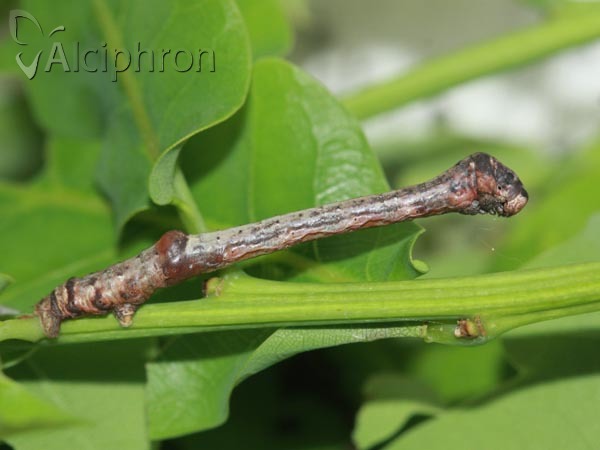 Plagodis dolabraria