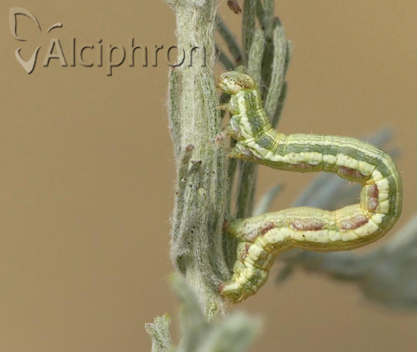 Narraga tessularia