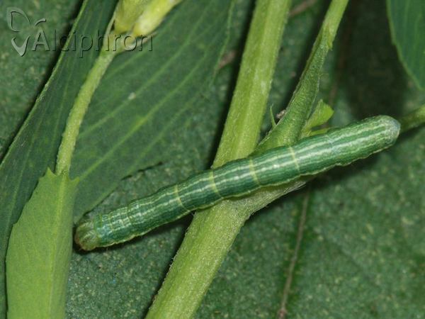 Isturgia murinaria