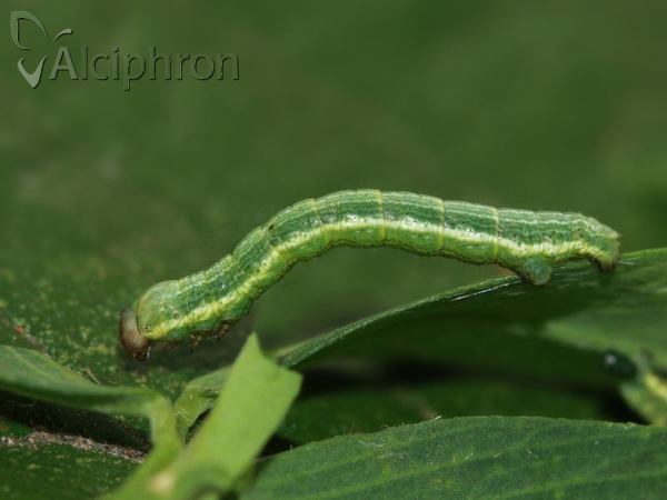 Isturgia murinaria