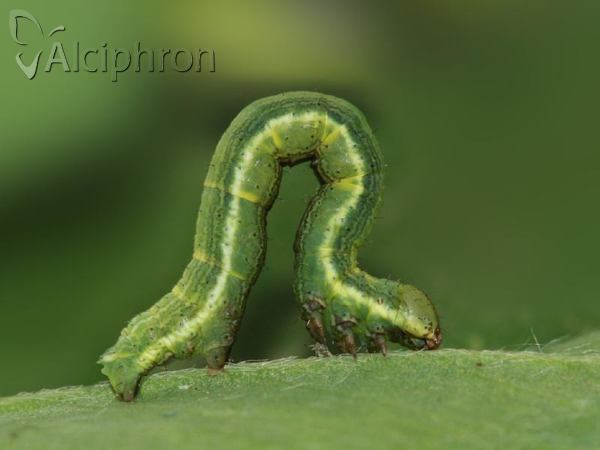Isturgia murinaria