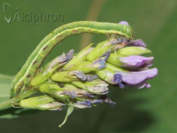 Isturgia murinaria