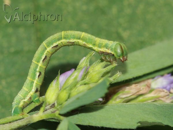 Isturgia murinaria