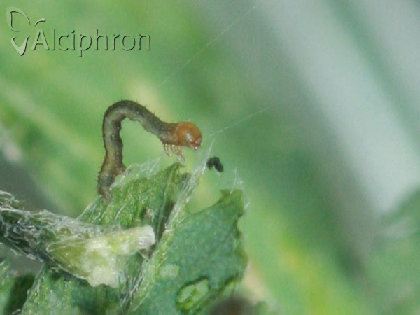Isturgia arenacearia