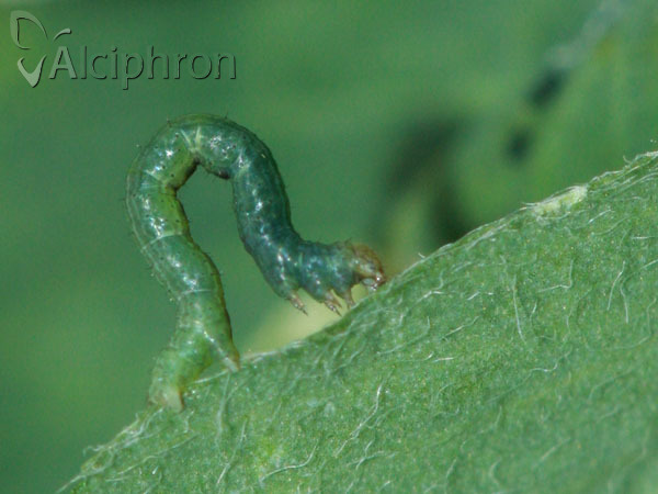 Isturgia arenacearia