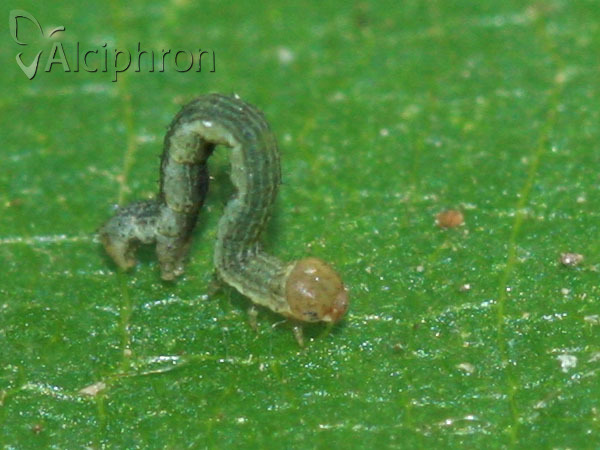 Isturgia arenacearia