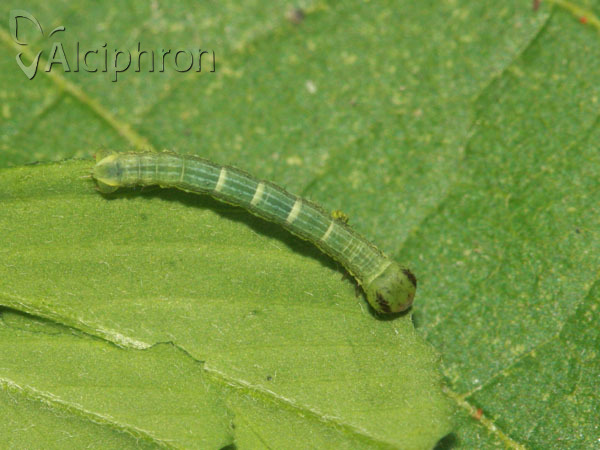 Isturgia arenacearia
