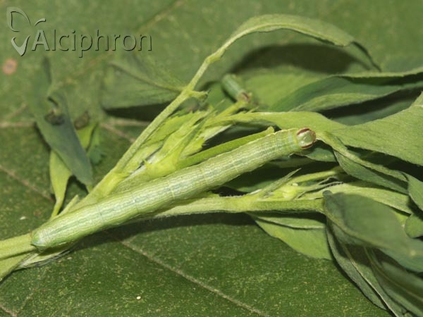 Isturgia arenacearia